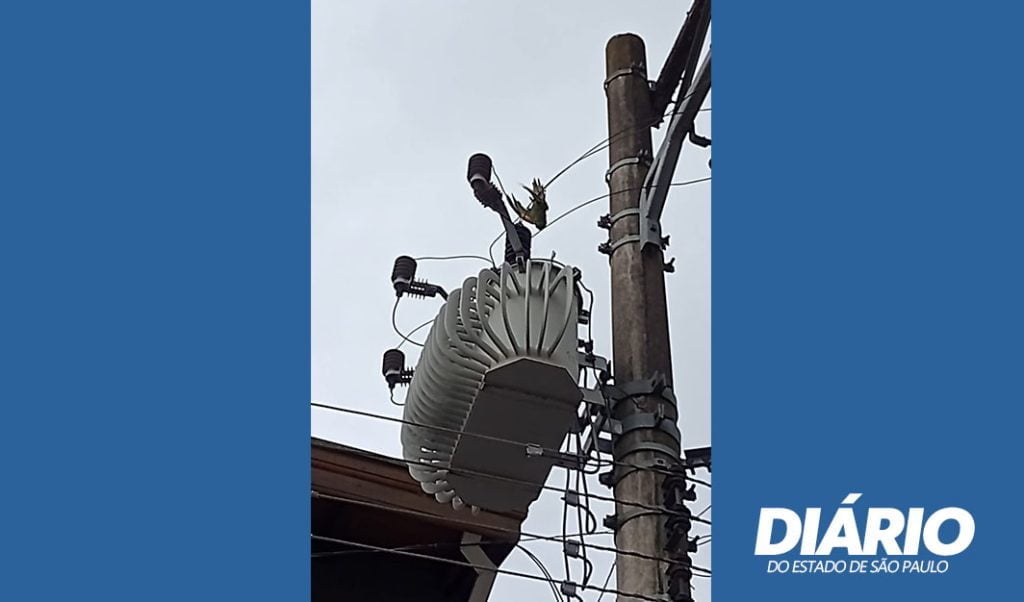 Incidente com Ave não Identificada expõe falta de proteção em redes elétricas de Biritiba Mirim