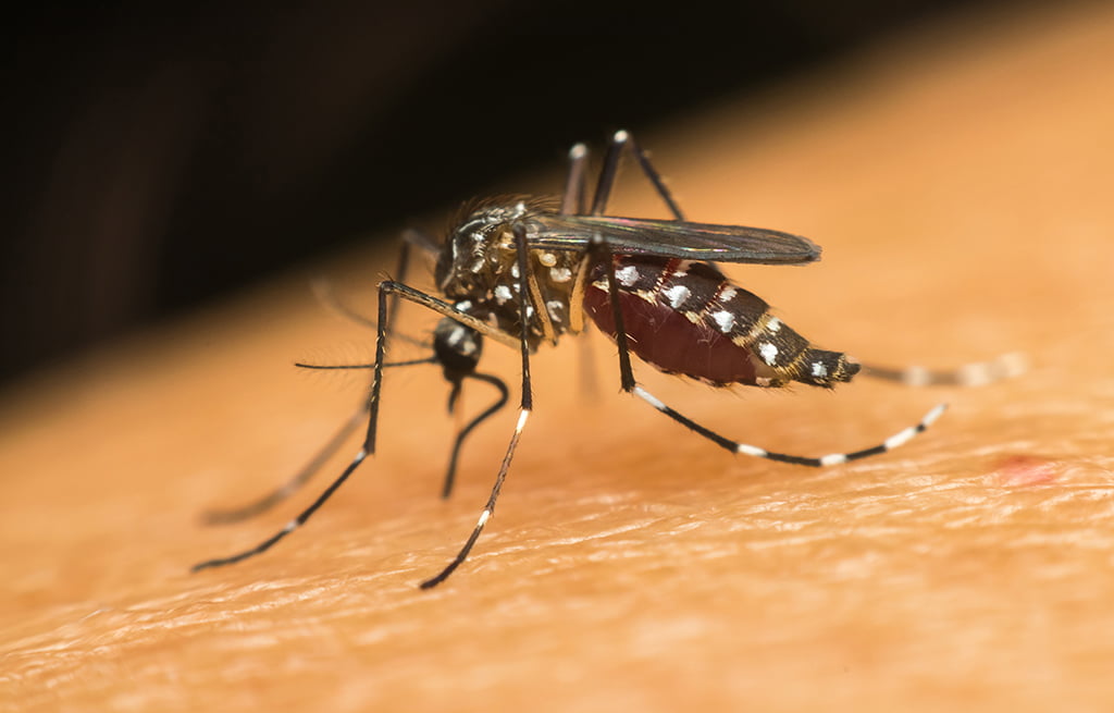 Alto Tietê Registra 23ª Morte por Dengue em 2024: Guararema Confirma Óbito de Idoso. Foto: Reprodução