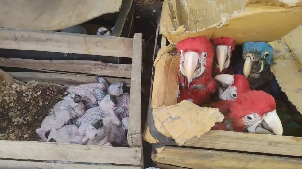 Guararema - Homem é detido por transporte irregular de aves silvestres em Guararema. Foto: Divulgação
