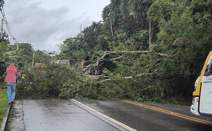 Incidente com Queda de Árvores Interdita Pista Próximo ao Lago Azul em Biritiba Mirim. Foto: Redes Sociais