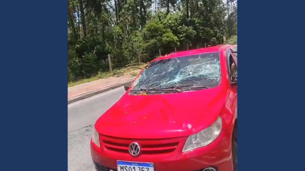 Vento forte derruba árvore sobre carro e interdita avenida em Mogi das Cruzes: Reprodução