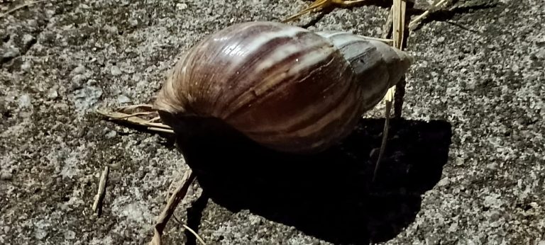 Proliferação de caramujos preocupa moradores do Jardim Alvorada, em Biritiba Mirim. Foto: Dimas Duarte