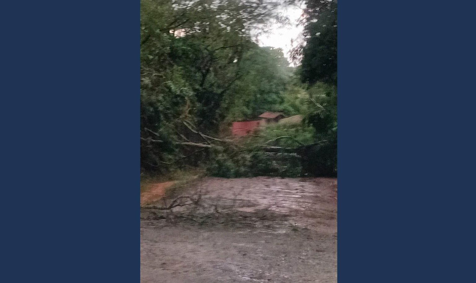 Temporal provoca quedas de árvores e danos em bairros de Biritiba Mirim. Foto: Reprodução
