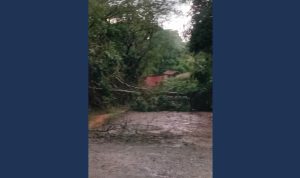 Temporal provoca quedas de árvores e danos em bairros de Biritiba Mirim. Foto: Reprodução