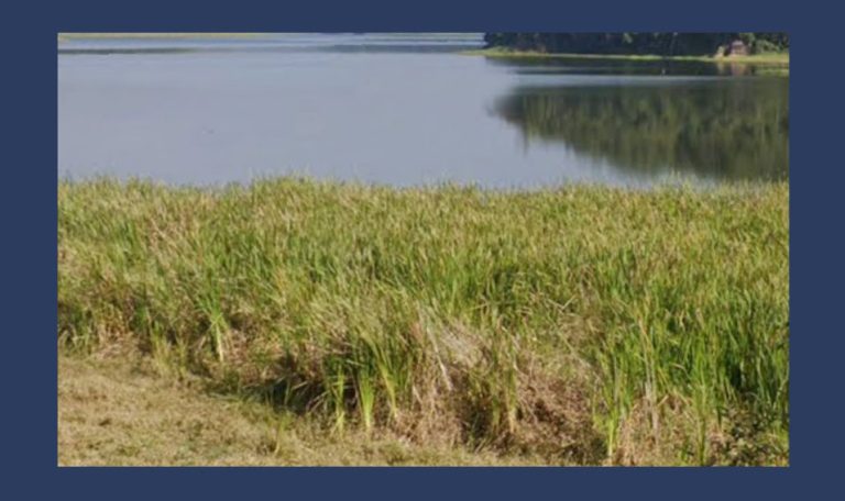 Menina desaparece após ser arrastada pela correnteza no Rio Tietê em Biritiba Mirim. Foto: Reprodução