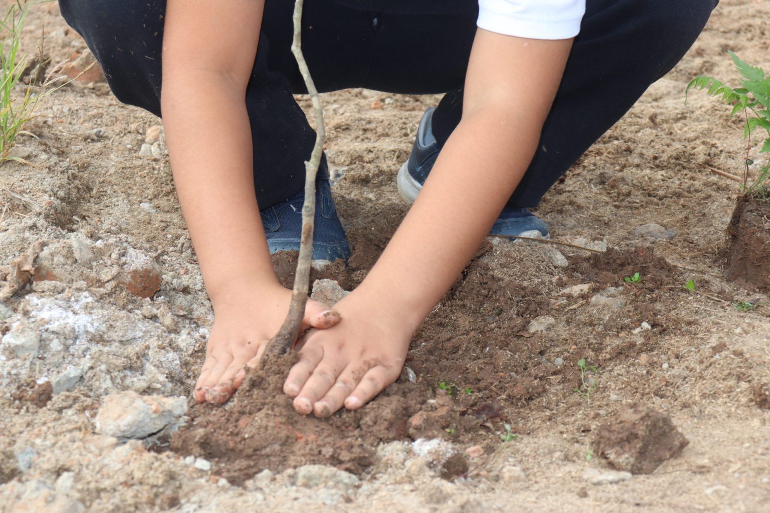 Plantio de mudas marca ação ambiental no parque da cidade em Biritiba Mirim. Foto: PMBM